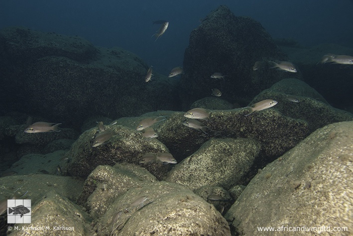 Neolamprologus brichardi 'Katumbi Point'